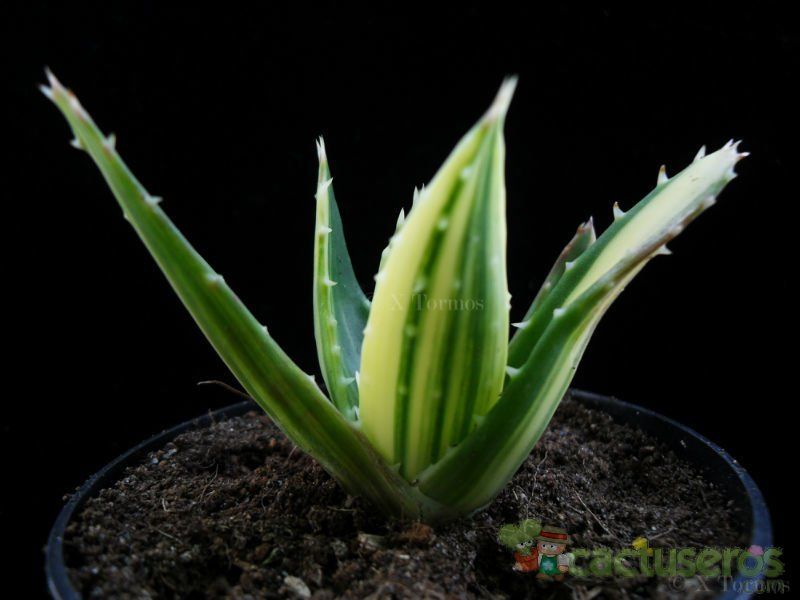 A photo of Aloe perfoliata 