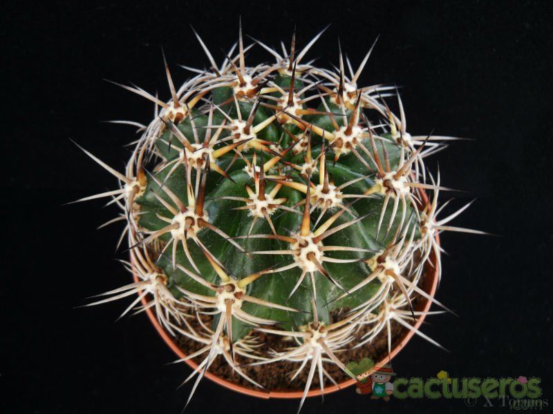 A photo of Echinopsis silvestrii