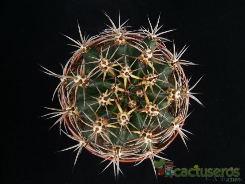 A photo of Echinopsis silvestrii
