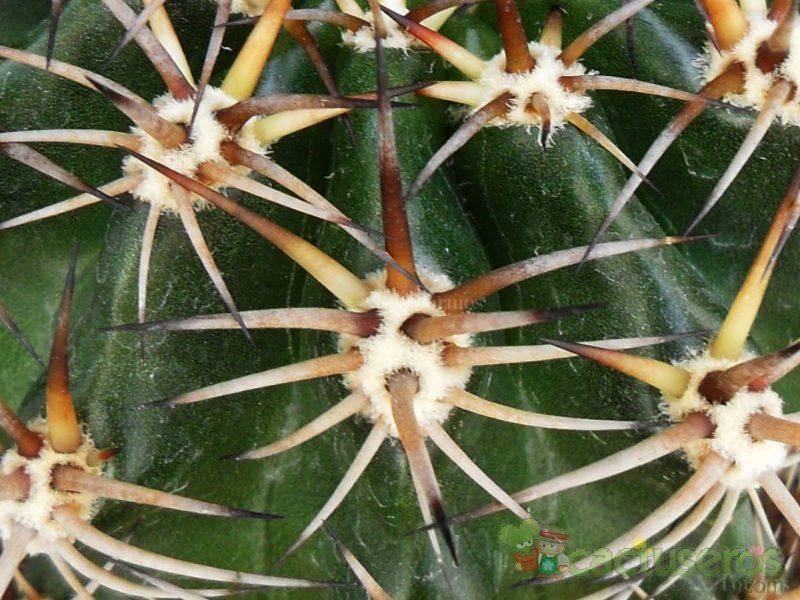 A photo of Echinopsis silvestrii
