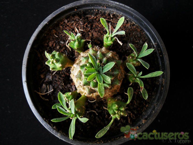 A photo of Euphorbia bupleurifolia x susannae