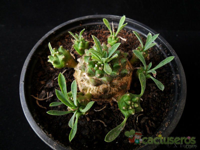 A photo of Euphorbia bupleurifolia x susannae