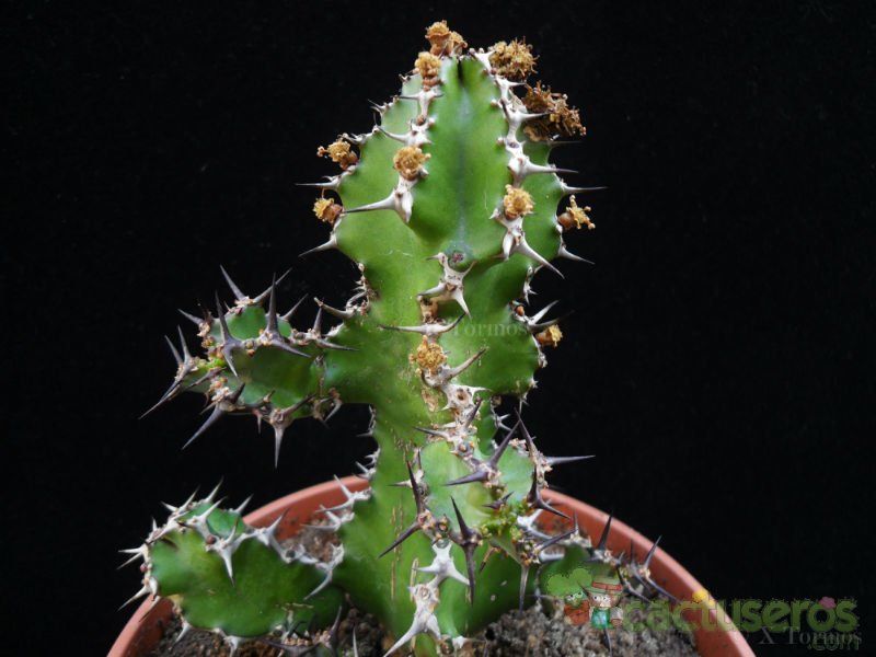 A photo of Euphorbia restricta  