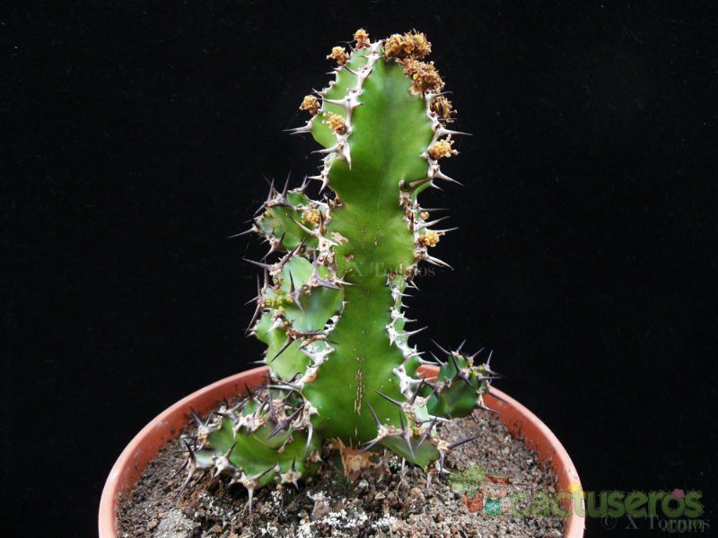 A photo of Euphorbia restricta  