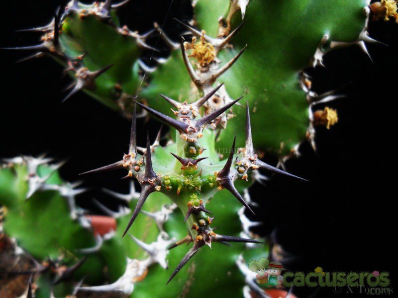 A photo of Euphorbia restricta  