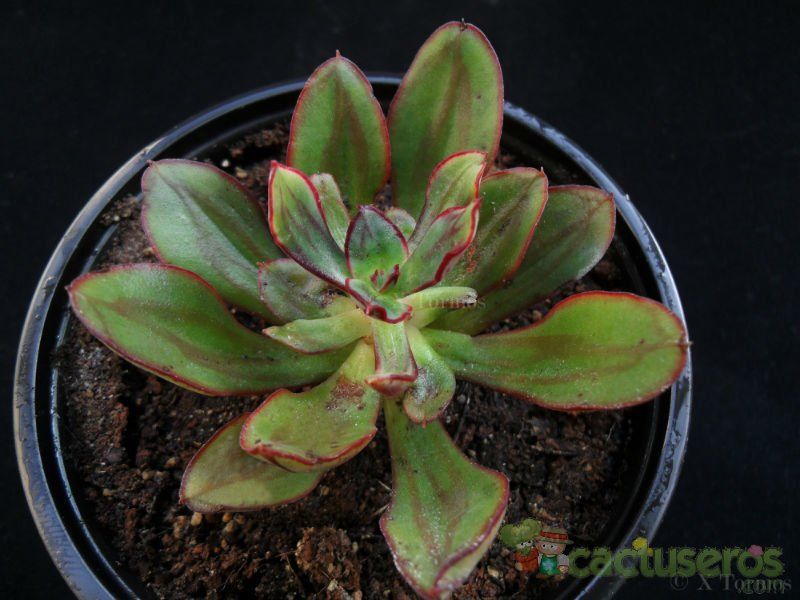 A photo of Echeveria nodulosa