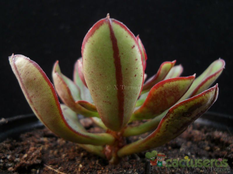 A photo of Echeveria nodulosa