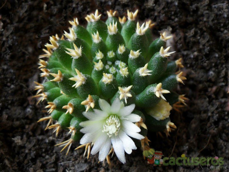 A photo of Mammillaria decipiens ssp. camptotricha fma. brevispina