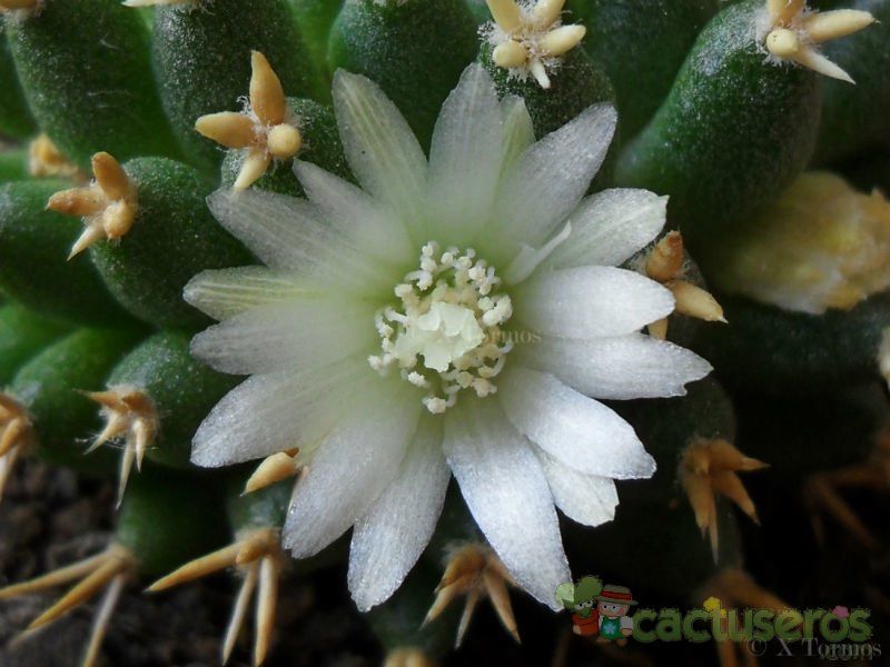 A photo of Mammillaria decipiens ssp. camptotricha fma. brevispina
