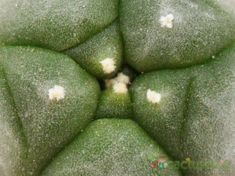 Una foto de Lophophora williamsii