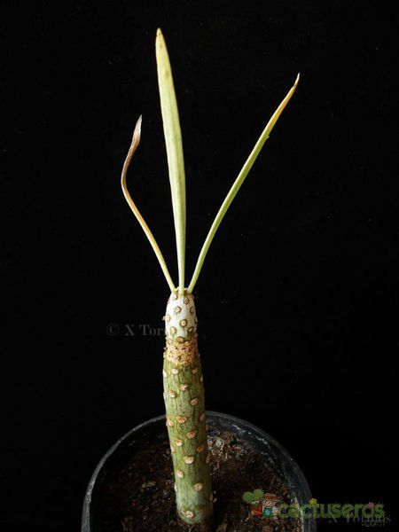 Una foto de Kleinia neriifolia