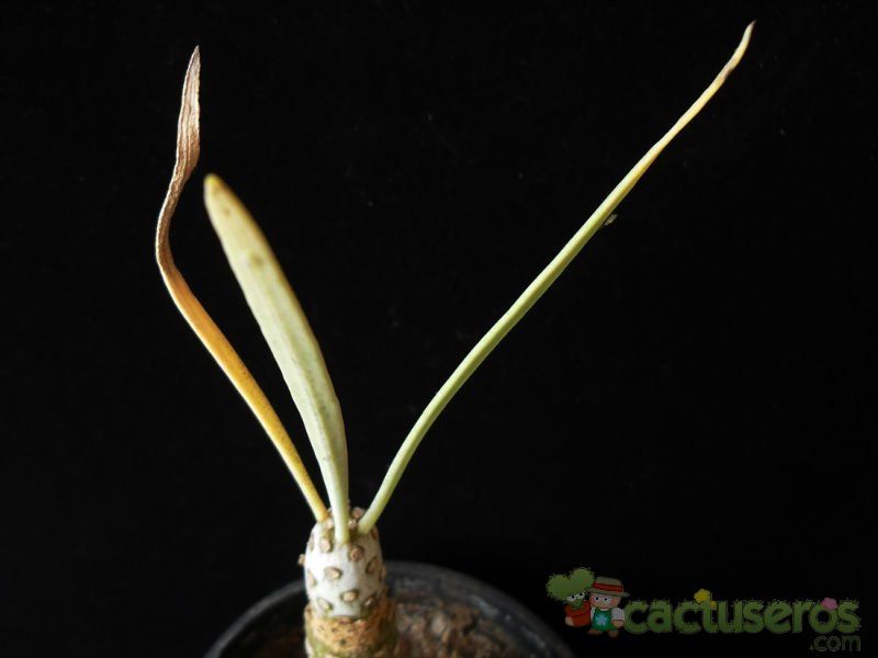 Una foto de Kleinia neriifolia