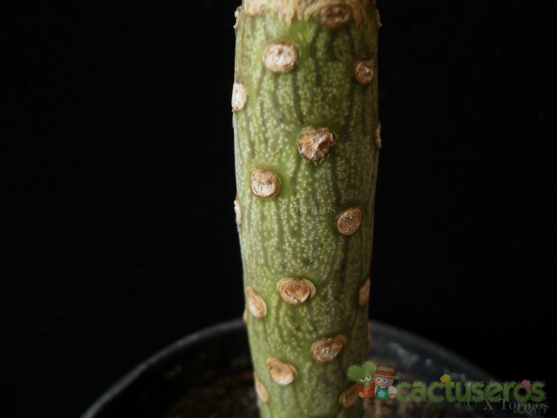 Una foto de Kleinia neriifolia