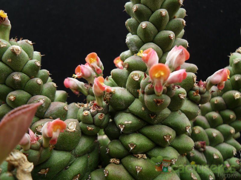 A photo of Euphorbia ritchiei