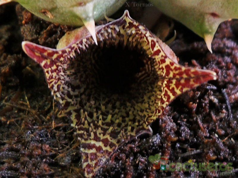A photo of Huernia hystrix