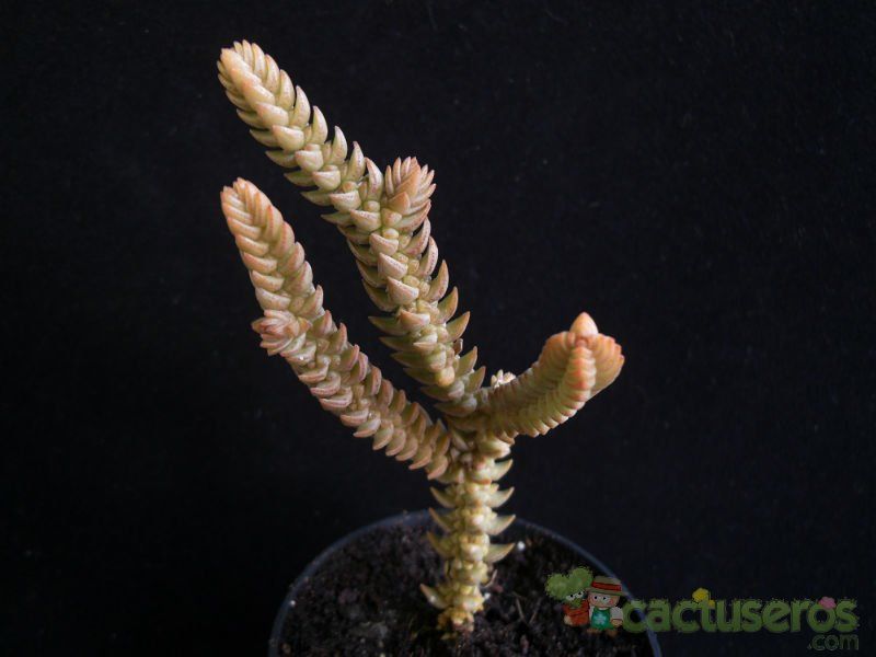 A photo of Crassula ericoides
