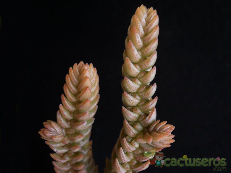A photo of Crassula ericoides
