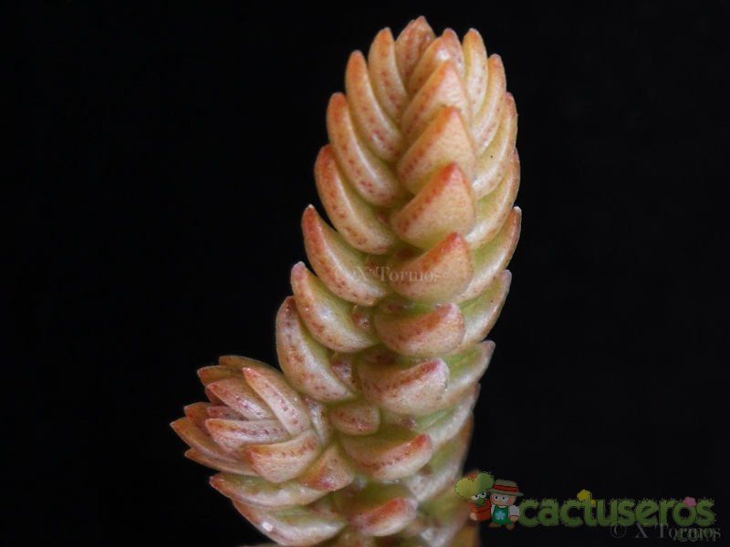 A photo of Crassula ericoides