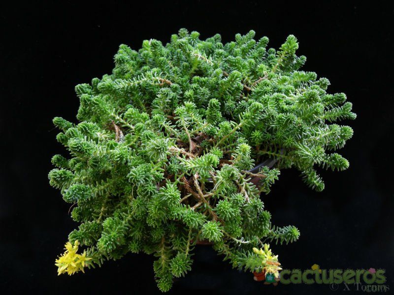 A photo of Sedum sexangulare