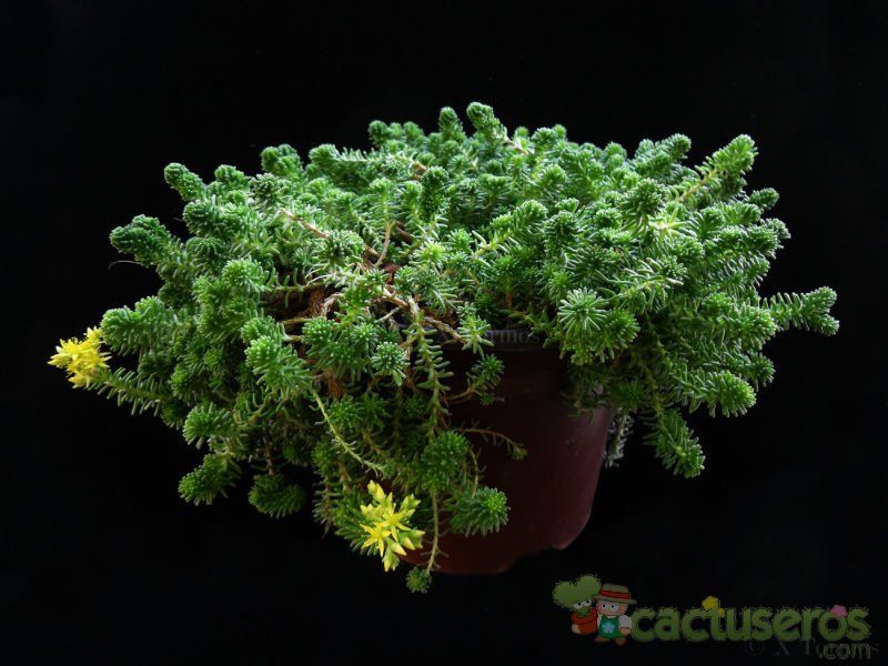 A photo of Sedum sexangulare