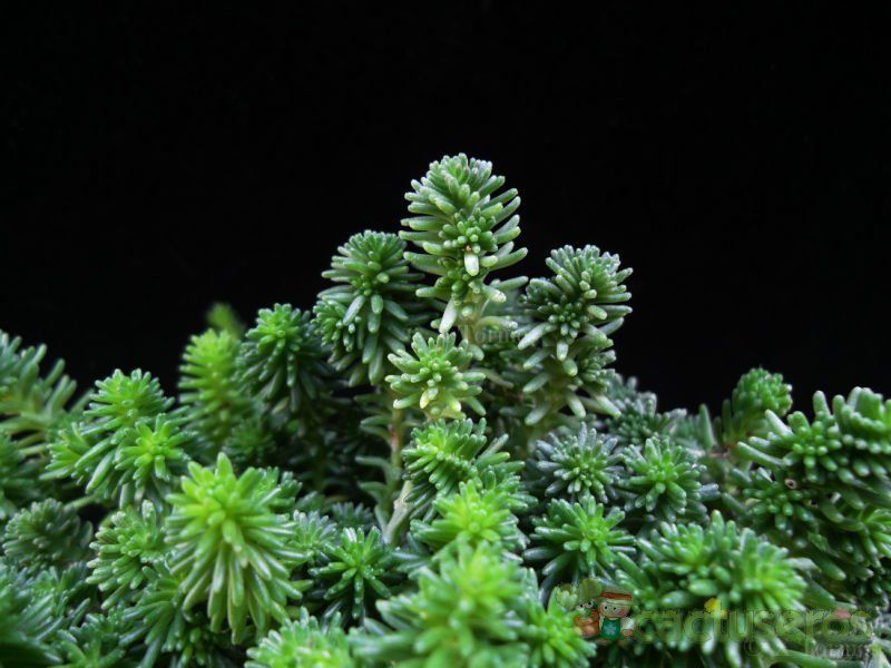 A photo of Sedum sexangulare