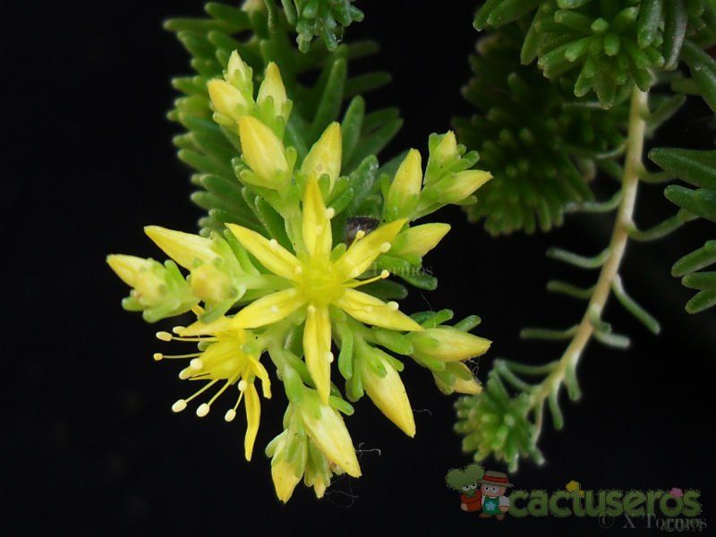 A photo of Sedum sexangulare