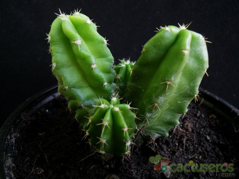 A photo of Echinocereus viereckii var. morricalii