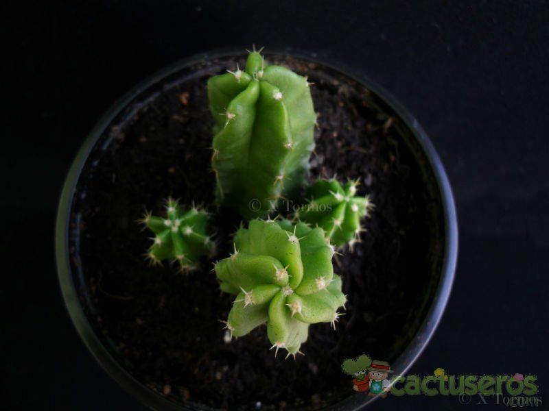 A photo of Echinocereus viereckii var. morricalii