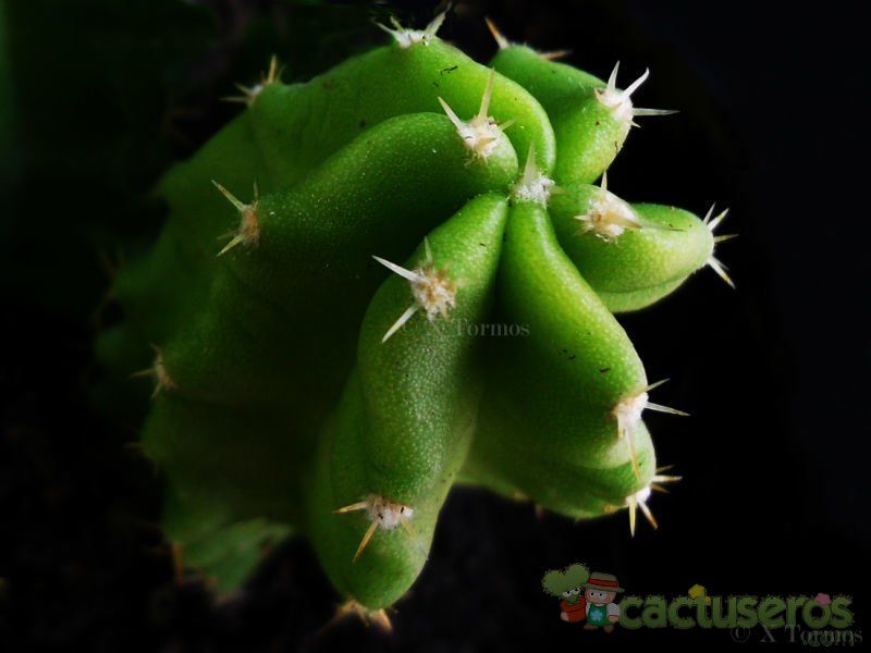 A photo of Echinocereus viereckii var. morricalii
