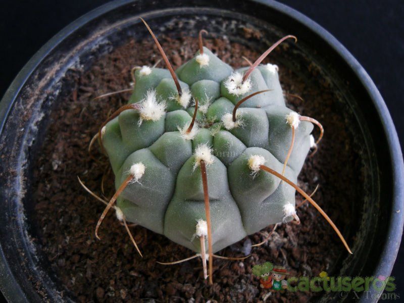 Una foto de Gymnocalycium ochoterenae subsp. vatteri