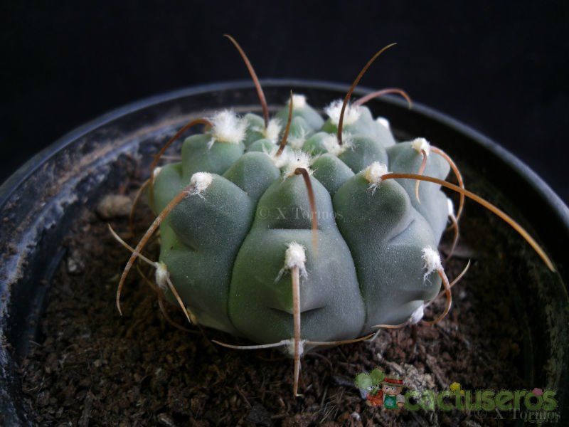 Una foto de Gymnocalycium ochoterenae subsp. vatteri