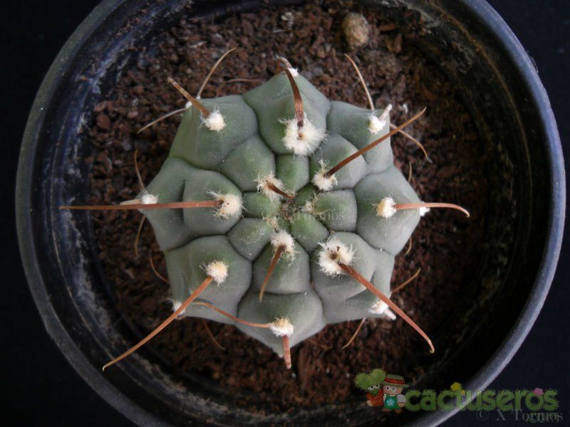 Una foto de Gymnocalycium ochoterenae subsp. vatteri