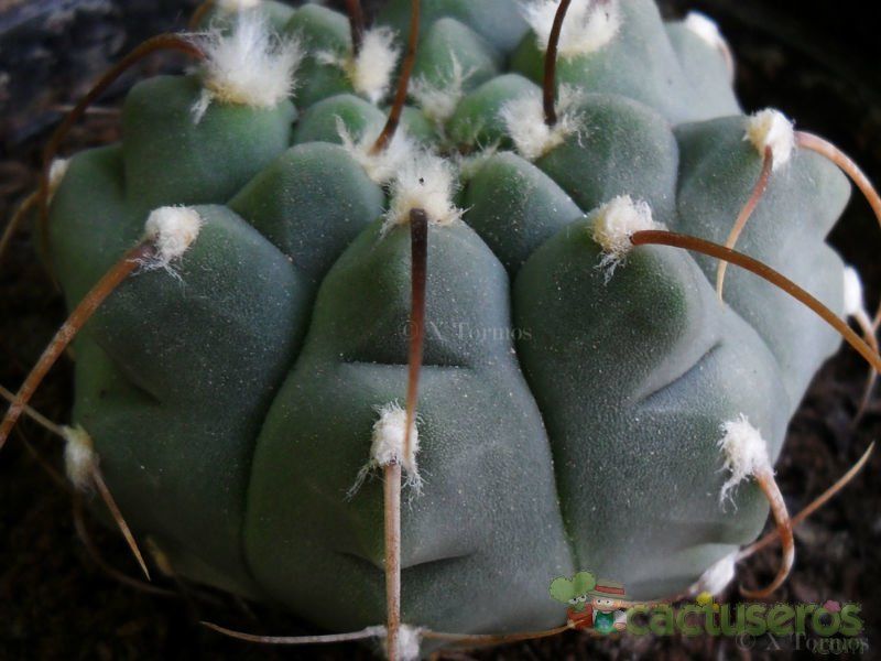Una foto de Gymnocalycium ochoterenae subsp. vatteri