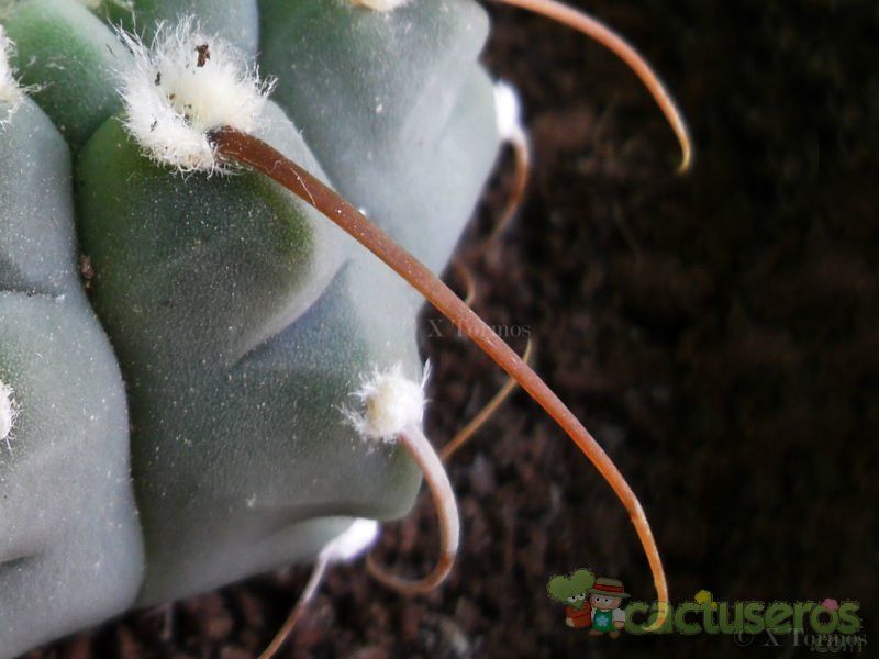 Una foto de Gymnocalycium ochoterenae subsp. vatteri