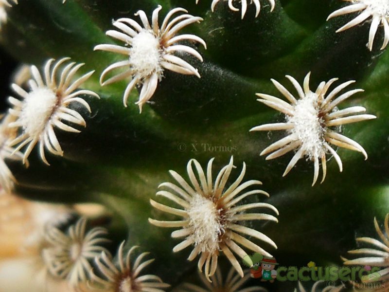 Una foto de Mammillaria hernandezii