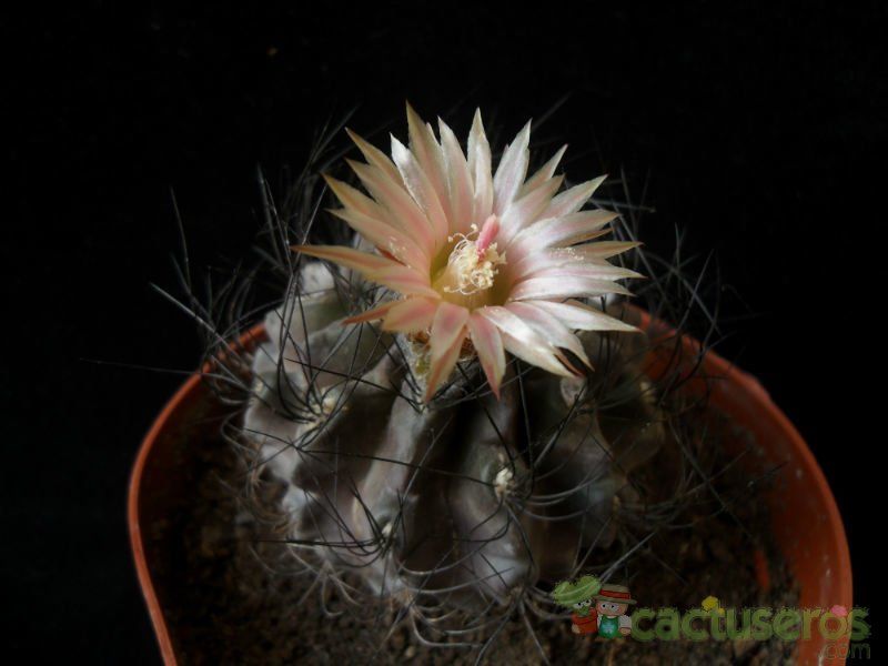 Una foto de Eriosyce crispa