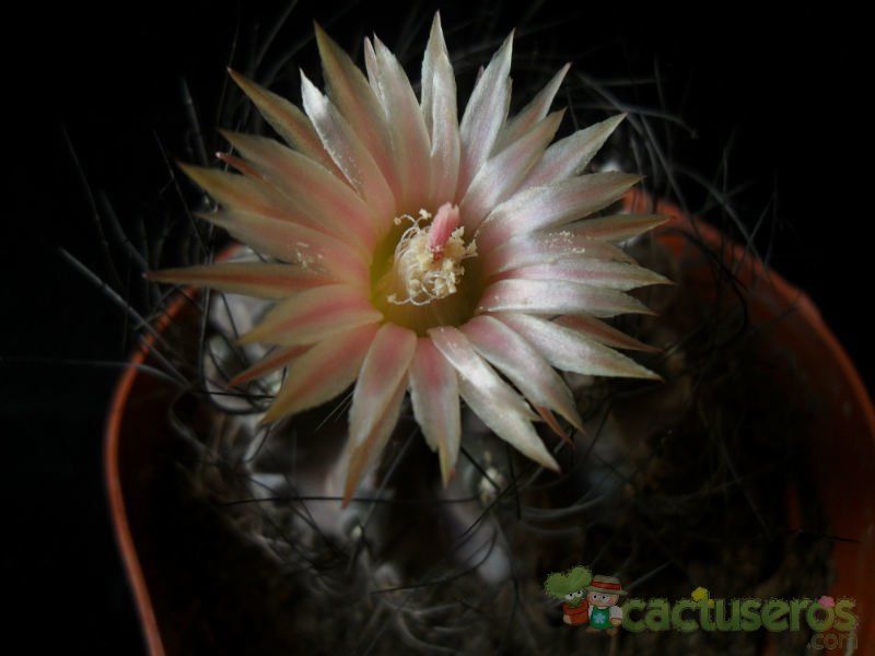 Una foto de Eriosyce crispa
