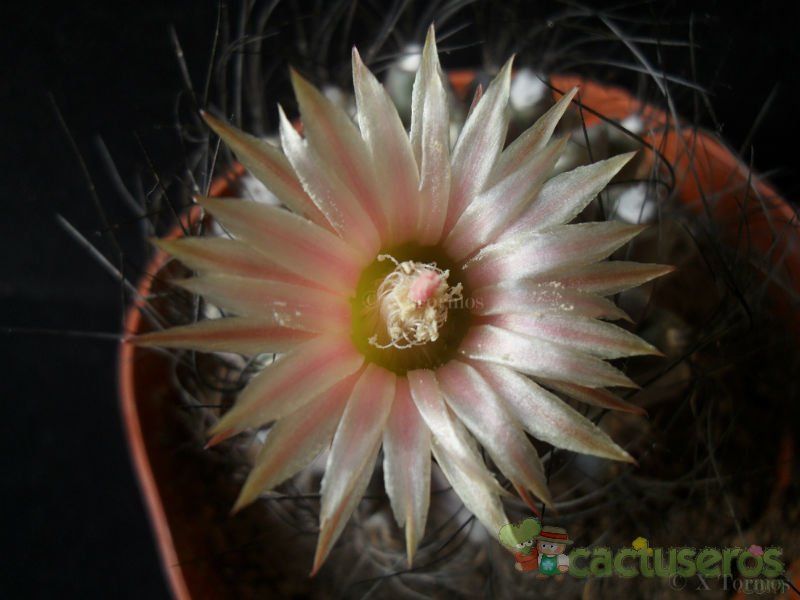 Una foto de Eriosyce crispa