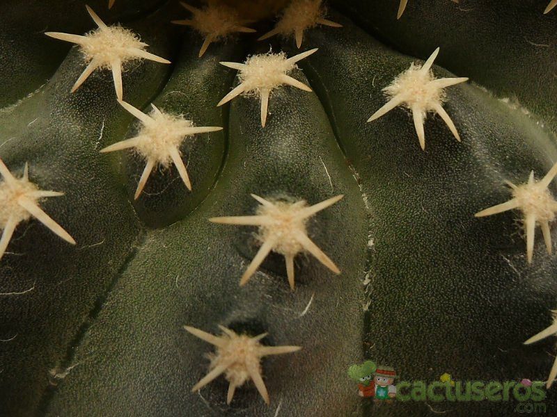 Una foto de Echinocereus pulchellus