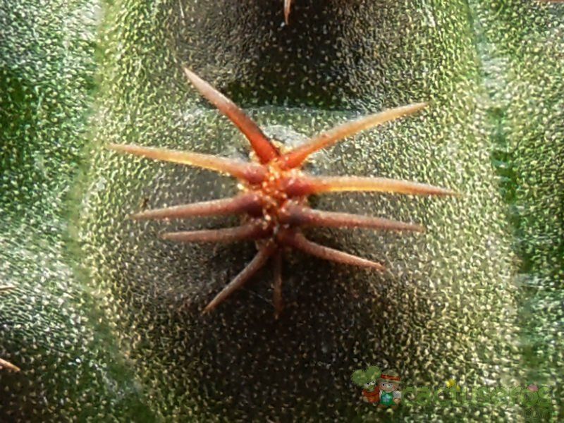 Una foto de Lobivia pygmaea
