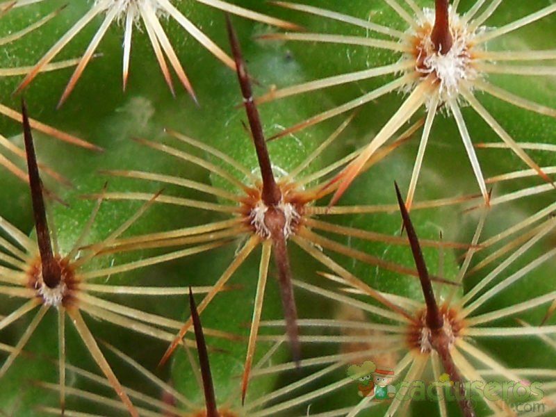 Una foto de Mammillaria matudae