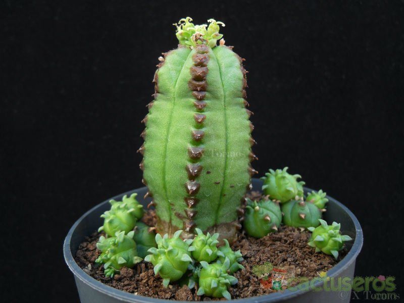 Una foto de Euphorbia latimammillaris  