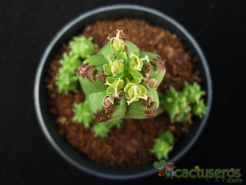 Una foto de Euphorbia latimammillaris  