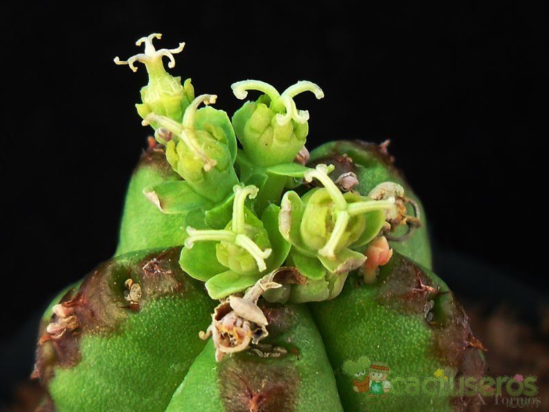 Una foto de Euphorbia latimammillaris  