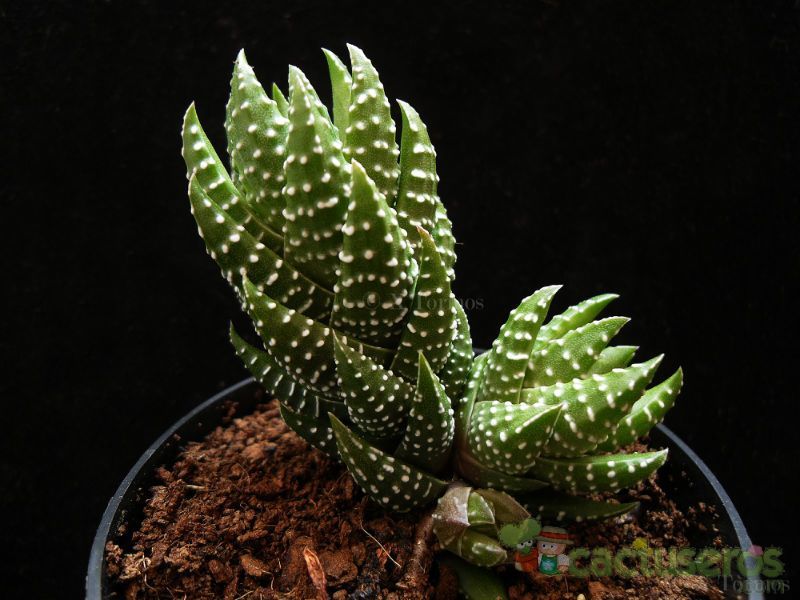 A photo of Haworthia coarctata