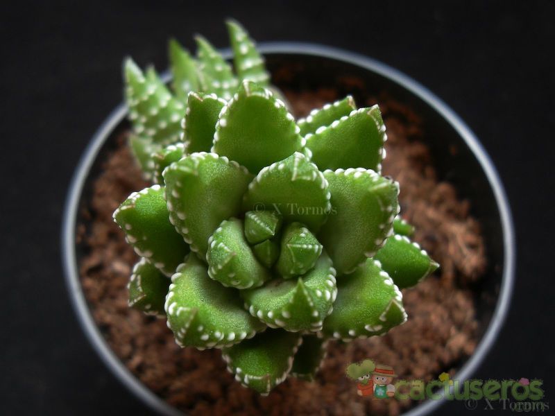 A photo of Haworthia coarctata