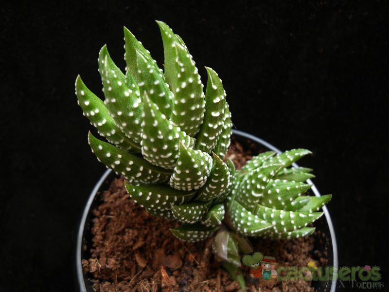 A photo of Haworthia coarctata