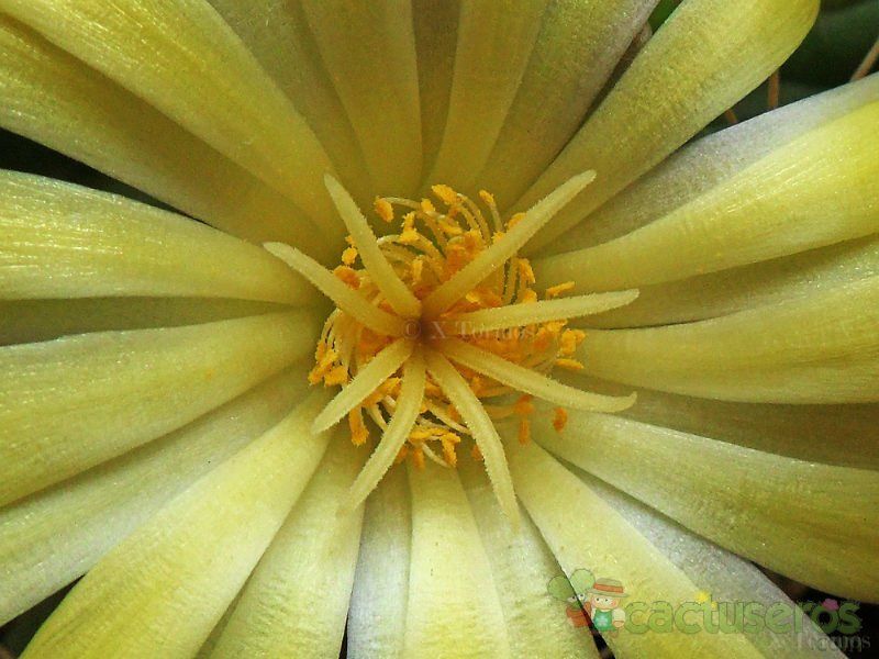 Una foto de Mammillaria longimamma
