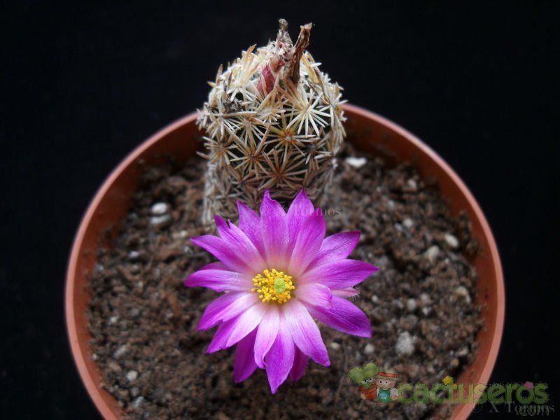 A photo of Escobaria minima