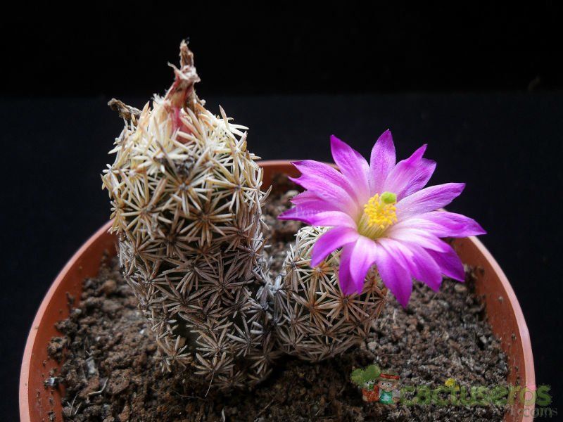 A photo of Escobaria minima
